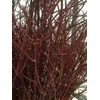 CORNUS ROT