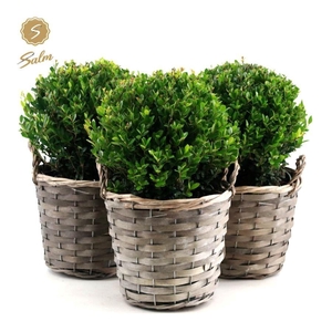 Ilex crenata 'Jenny'® Ball Ø20cm P17 in Basket