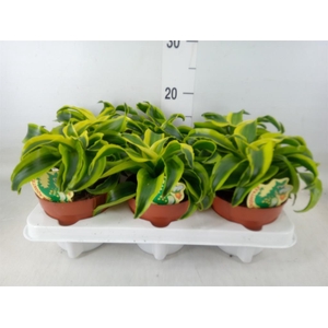 Dracaena frag. 'Tornado'