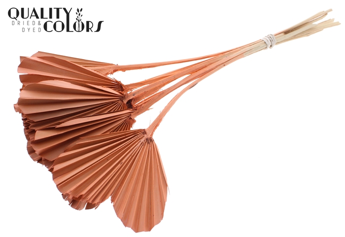 Palm Spear Heart per stem Frosted Salmon