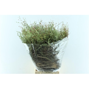 Thymus ( Tijm ) 300 Gram