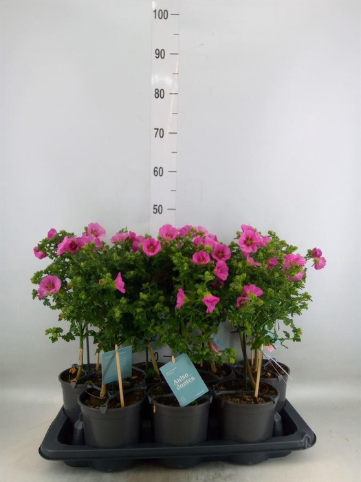 <h4>Anisodontea capensis 'Elega Prince'</h4>