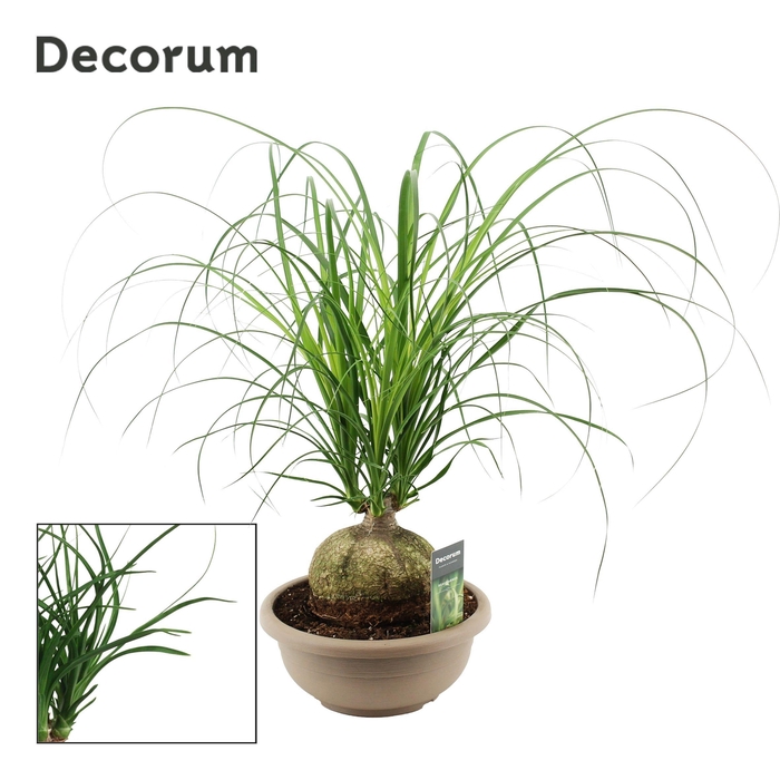 <h4>Beaucarnea Bol 25 cm (Decorum)</h4>