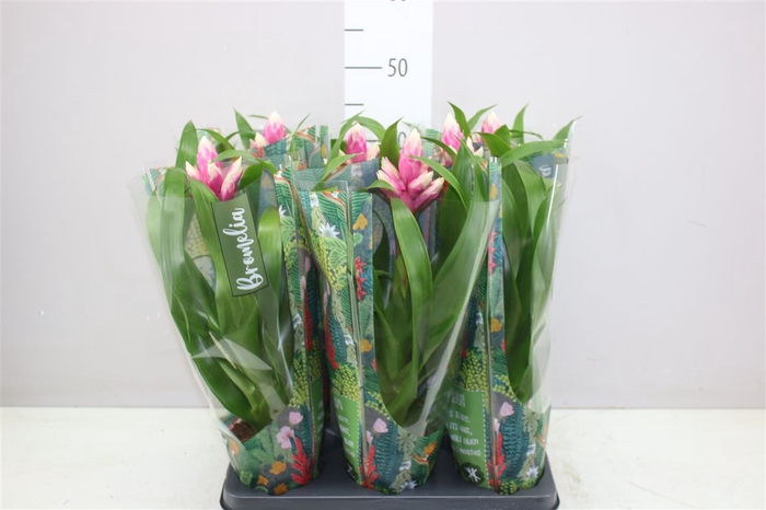 <h4>Guzmania Candy</h4>