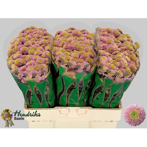CHR SAN JEANNY PINK