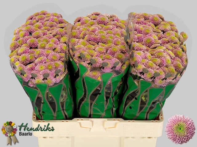 CHR SAN JEANNY PINK