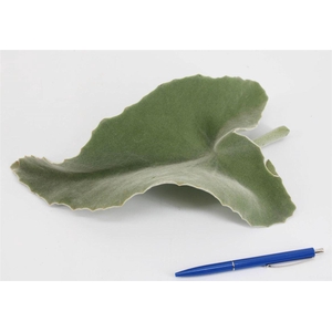 Kalanchoe Leaves Ex