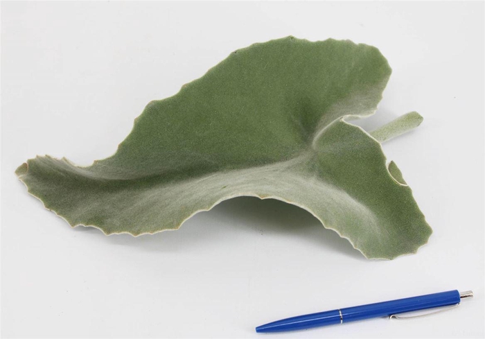 <h4>Kalanchoe Leaves Ex</h4>