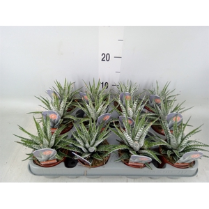 Haworthia fasciata 'Alba'