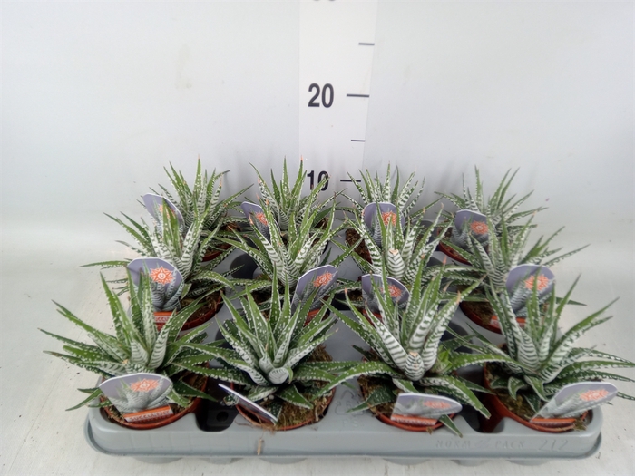 <h4>Haworthia fasciala 'Alba'</h4>