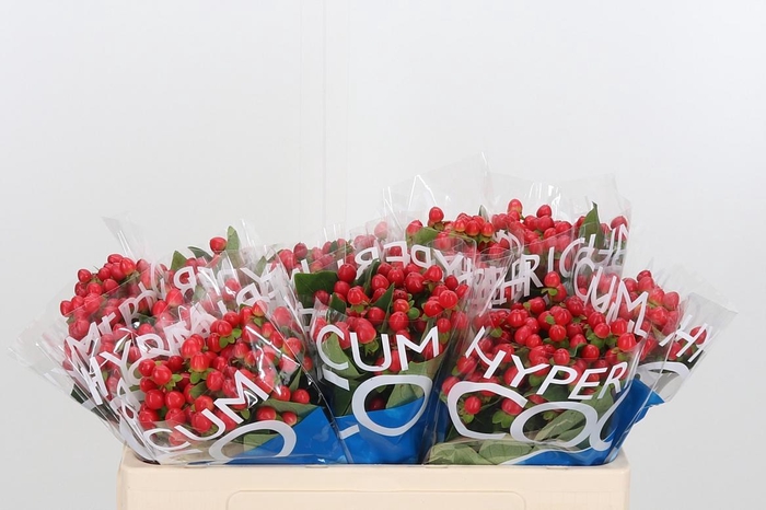 <h4>Hyp Coco Rio Rood</h4>