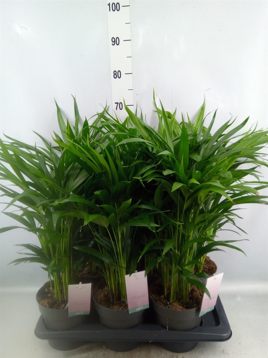 <h4>Dypsis lutescens   ...Chrysalidoca</h4>