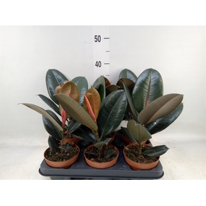 Ficus elastica 'Belize'