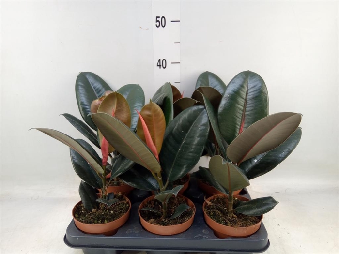 <h4>Ficus elastica 'Belize'</h4>
