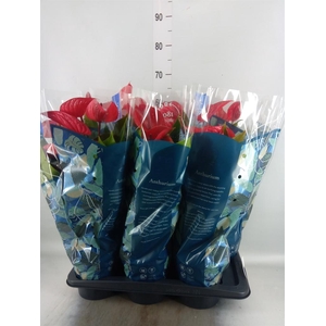 Anthurium andr. 'Picanta Red'