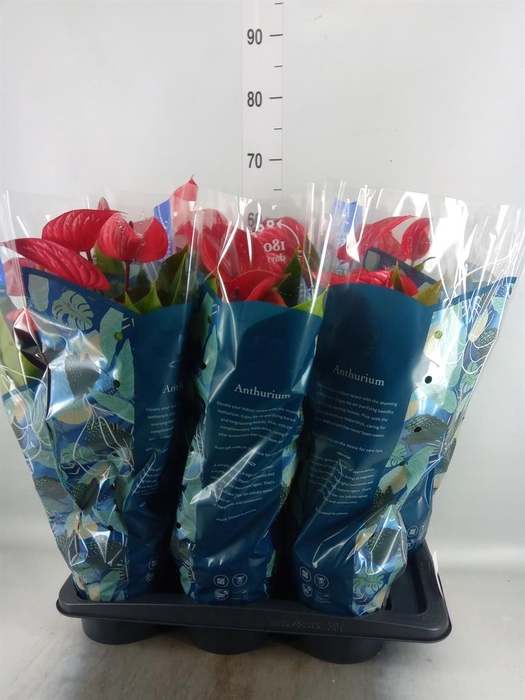 <h4>Anthurium andr. 'Picanta Red'</h4>