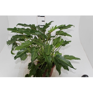 PHILODENDRON XANADU P17