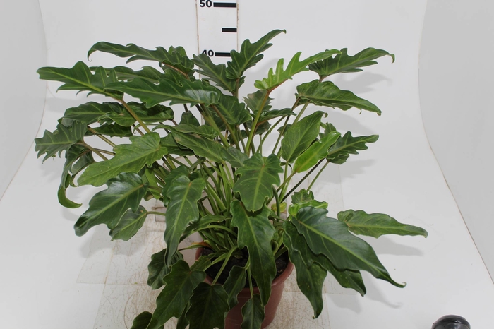 PHILODENDRON XANADU P17
