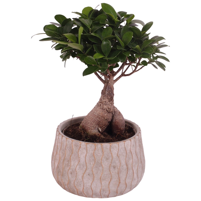 <h4>Ficus m. Ginseng Ball Shape Ø15cm in Ø19cm Ceramic PL569</h4>