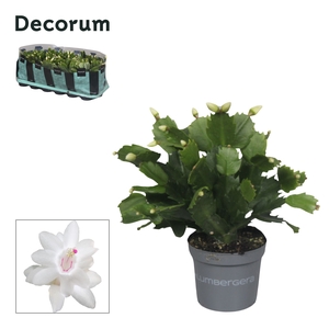 Schlumbergera - 9 cm - White (Malissa) - Decorum