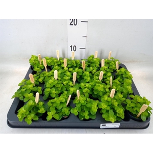 Peperomia rotundifolia