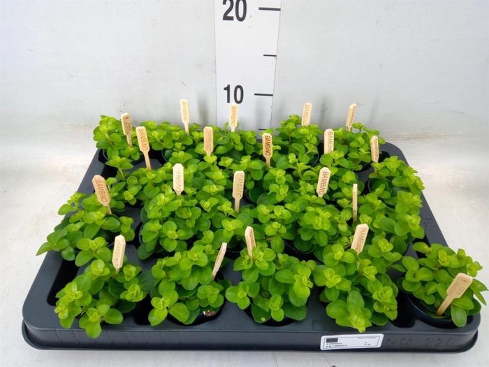 <h4>Peperomia rotundifolia</h4>