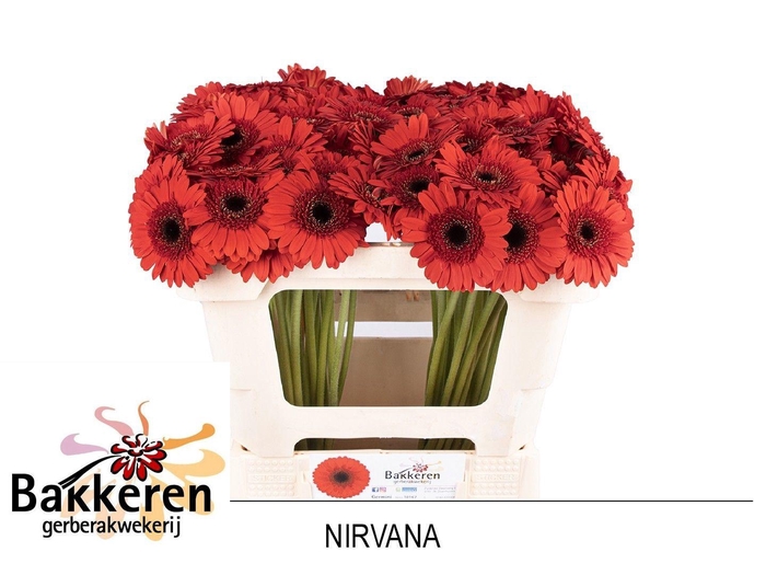 <h4>Ge Mi Nirvana</h4>