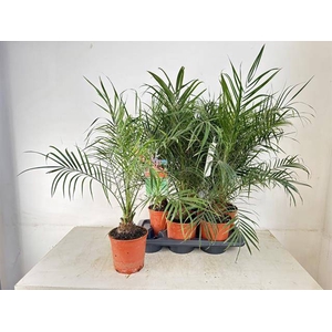 Phoenix roebelenii 17Ø 80cm