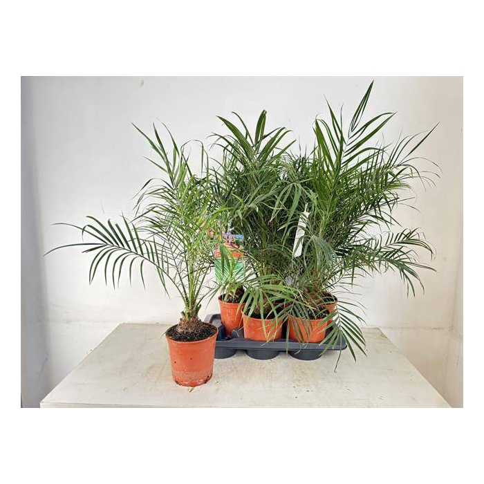 <h4>Phoenix roebelenii 17Ø 80cm</h4>