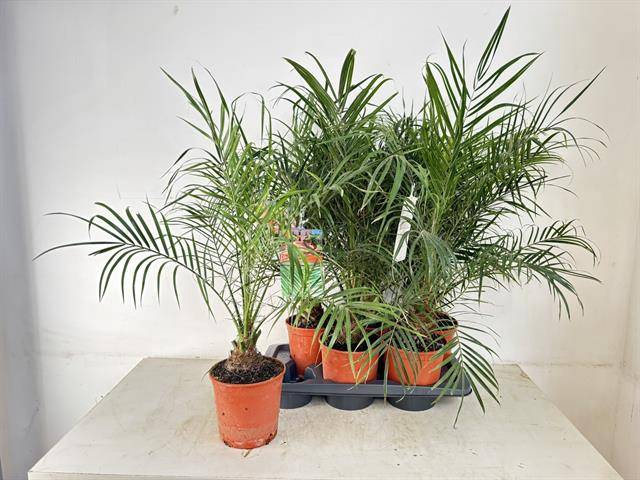 Phoenix roebelenii 17Ø 80cm