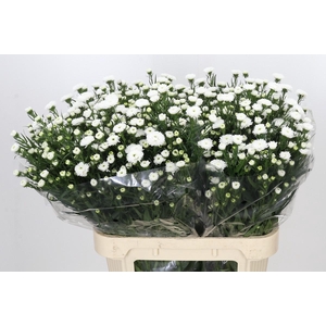 Aster Pretty Wendy