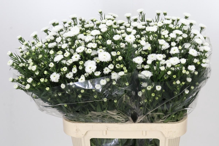 <h4>Aster Pretty Wendy</h4>