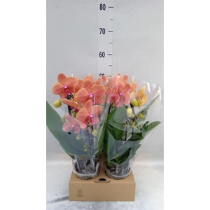 Phalaenopsis  'Elegant Cascade'