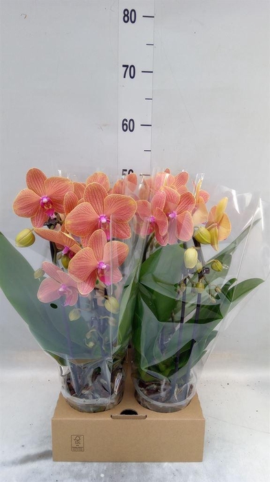<h4>Phalaenopsis  'Elegant Cascade'</h4>