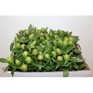 Paeo L Pink Hawaiian Coral