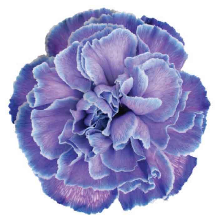 <h4>DIAN.ST. TINTED Violet Fantasy</h4>