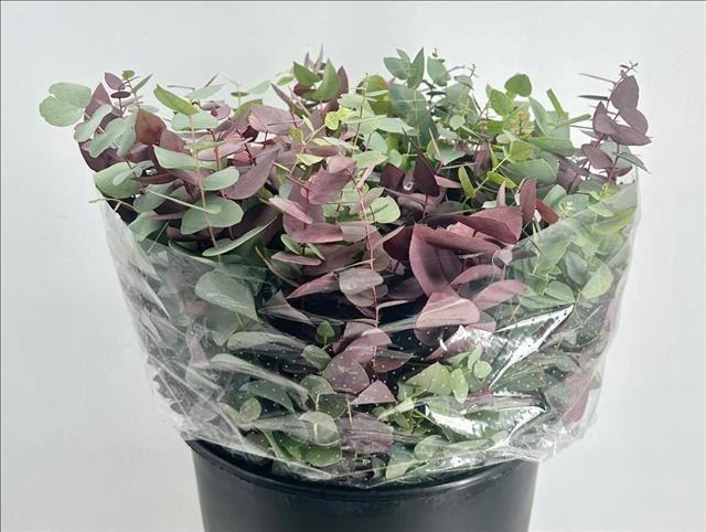 <h4>EUCALYP OVERIG BLAD STUARTIANA AUTU</h4>