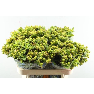 Hypericum Pacific Jade(groen)