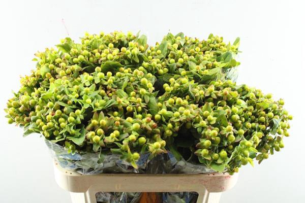 <h4>Hypericum Pacific Jade(groen)</h4>