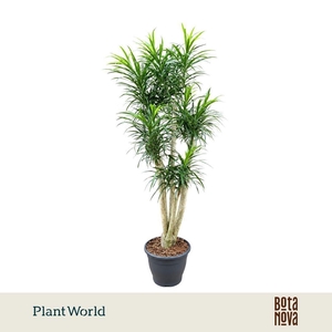 Dracaena Anita p32