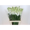 Matthiola Iron White