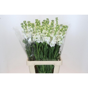 Matthiola Iron White