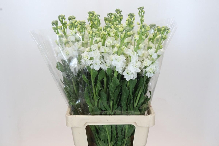 Matthiola Iron White
