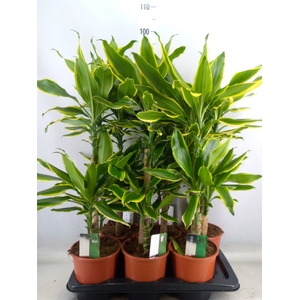 Dracaena frag. 'Golden Coast'