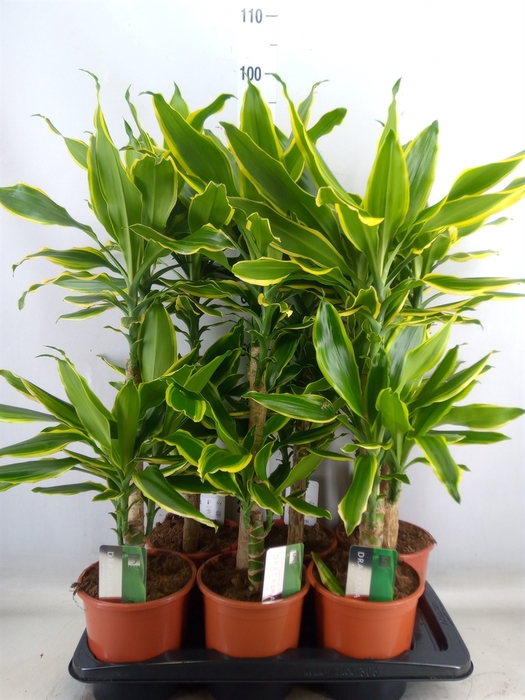 <h4>Dracaena frag. 'Golden Coast'</h4>