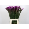 Liatris Spicata