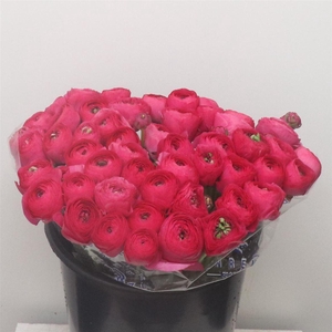 Ran Su Sr Laser Hot Pink Super