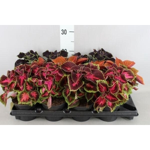 Plectranthus col.   ...mix