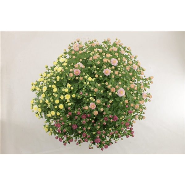 <h4>Jasoda R&R Wit, Mauve, Roze pot 19 cm</h4>