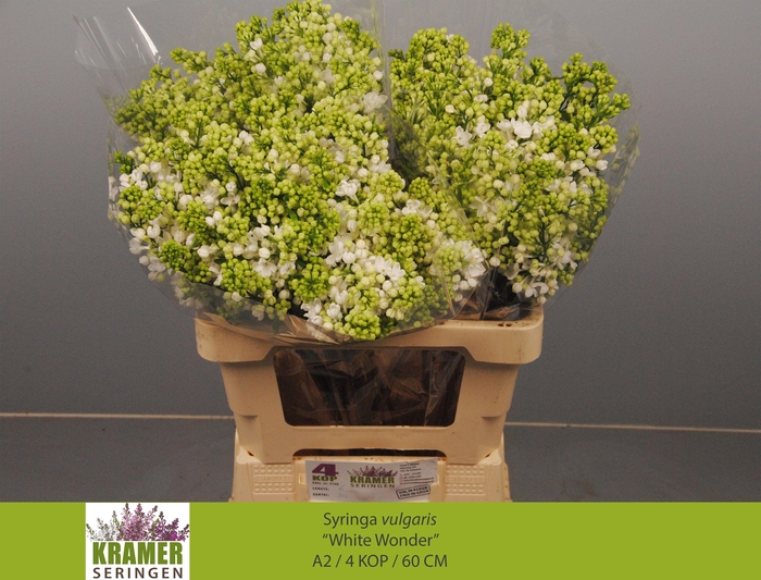 <h4>SYR VU WHITE WONDER</h4>